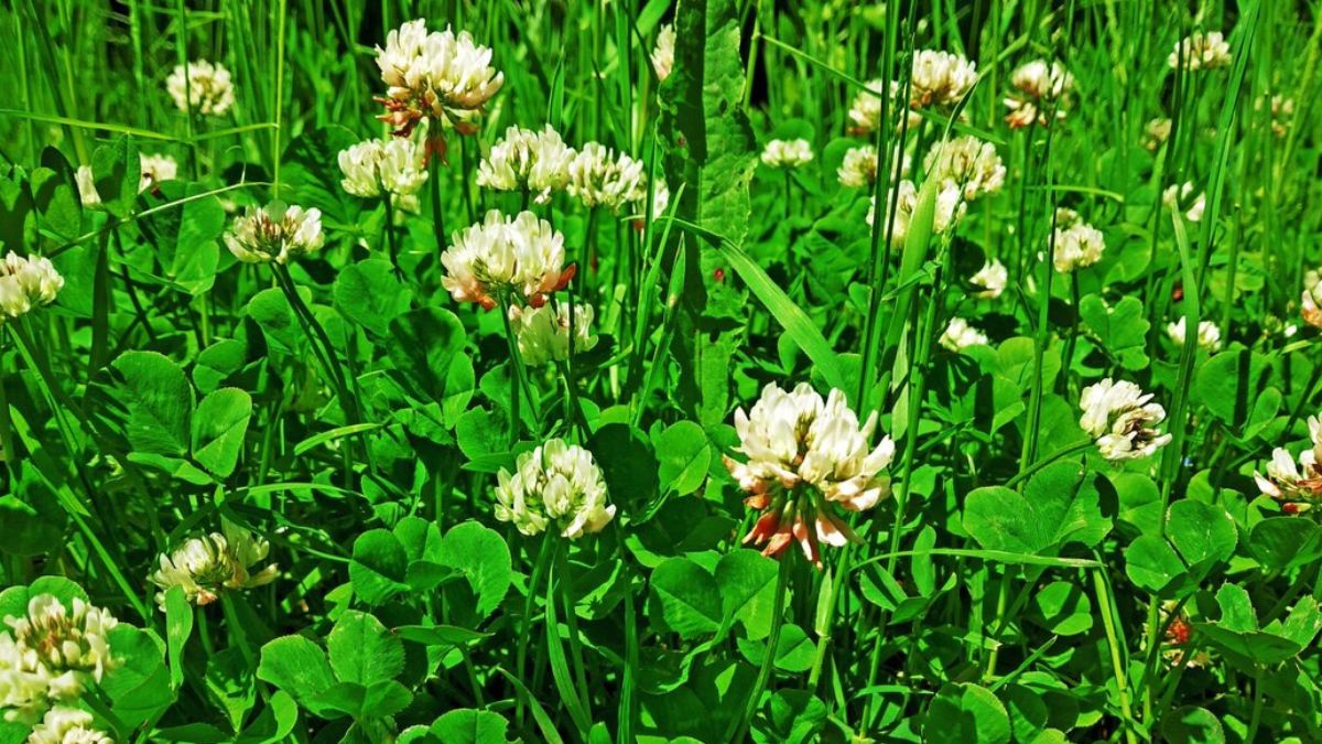 Clover Lawn