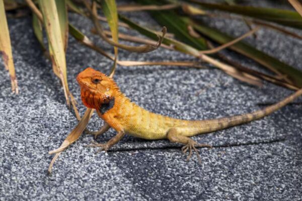 Bearded Dragon Food Nonos