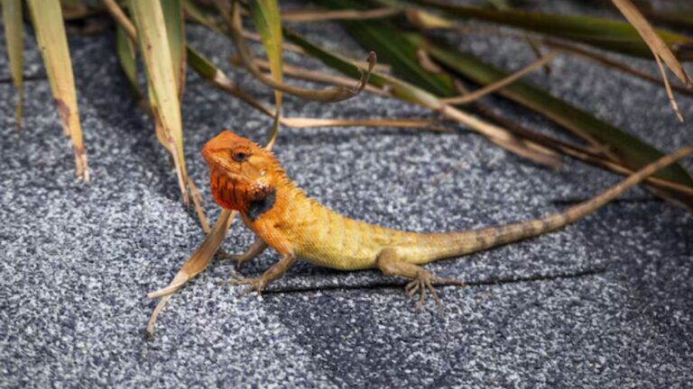 Bearded Dragon Food Nonos